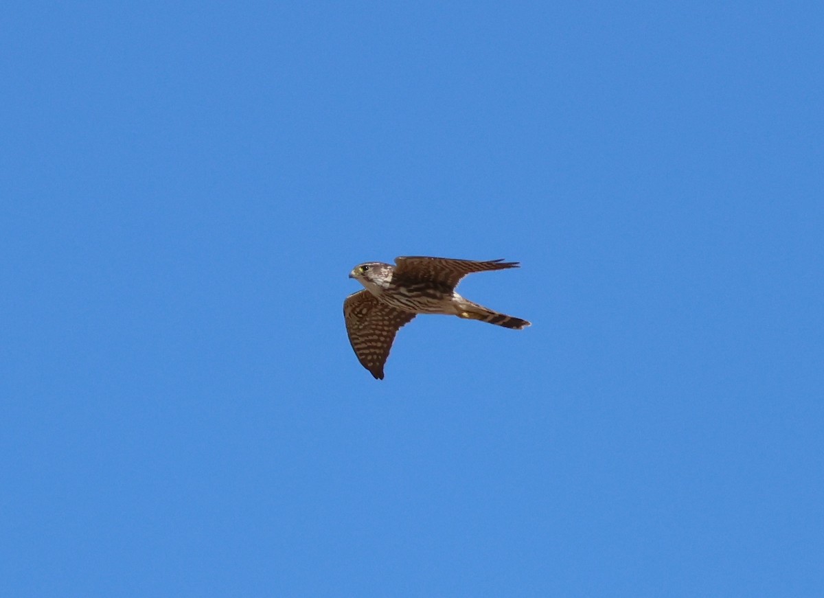 Merlin - ML631181067