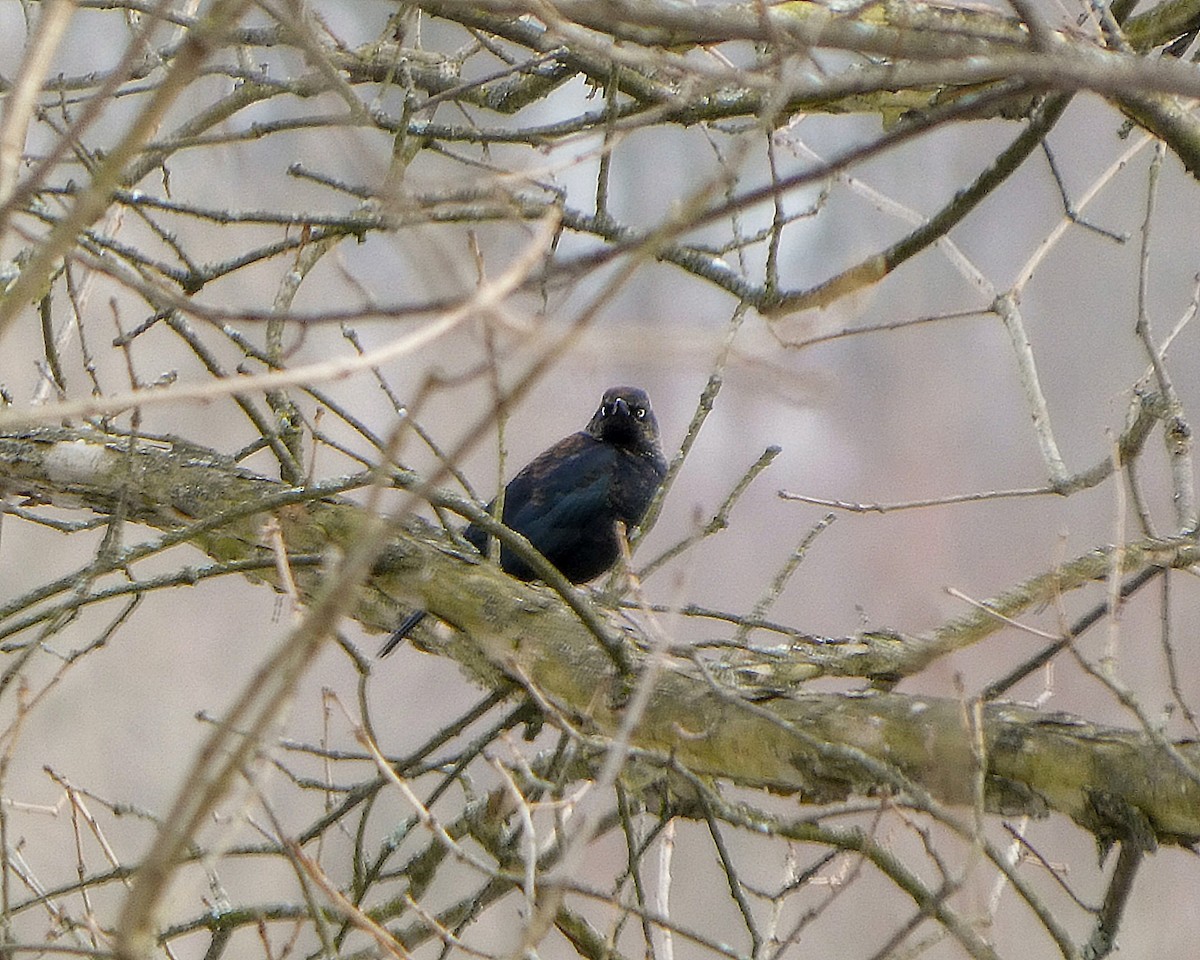 Rusty Blackbird - ML631181083