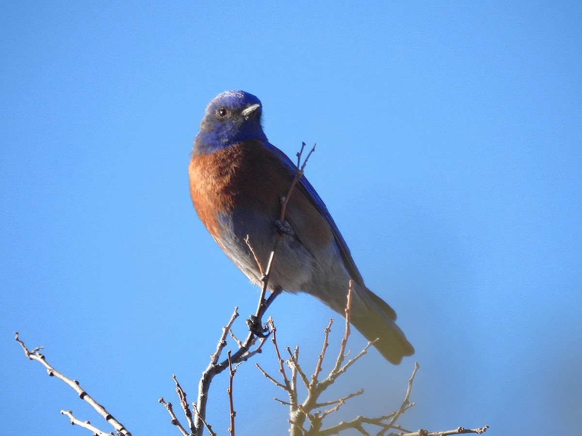Western Bluebird - ML631181119