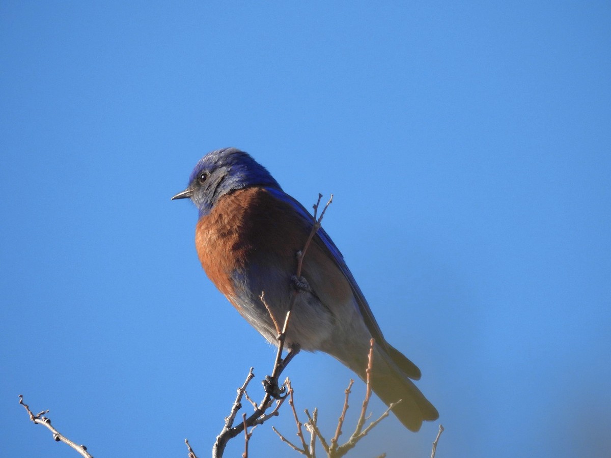 Western Bluebird - ML631181120