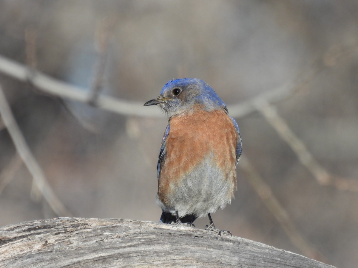 Western Bluebird - ML631181147