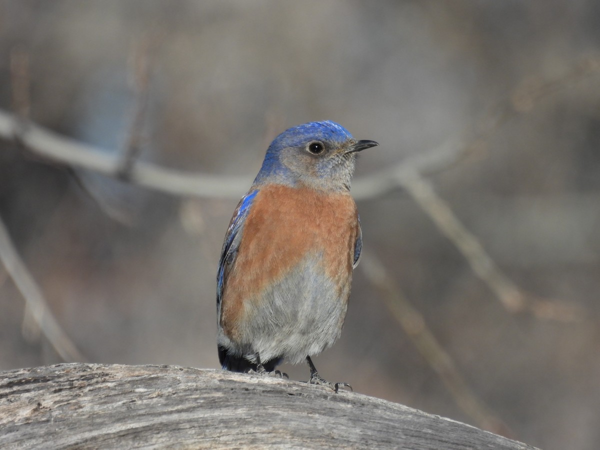 Western Bluebird - ML631181161