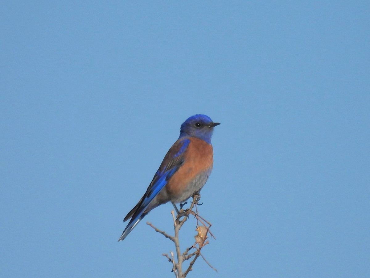 Western Bluebird - ML631181209