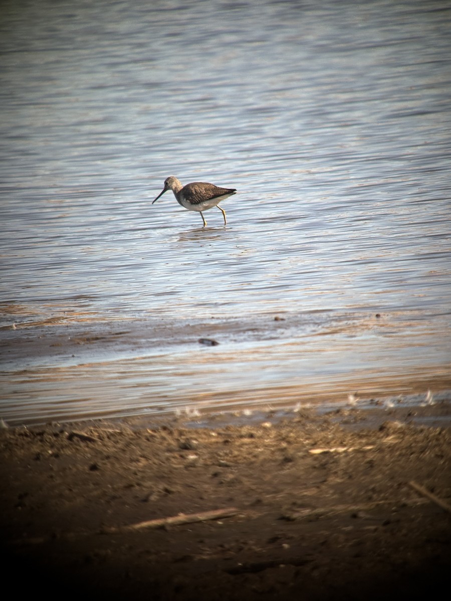 Tüpfelgelbschenkel - ML631181211