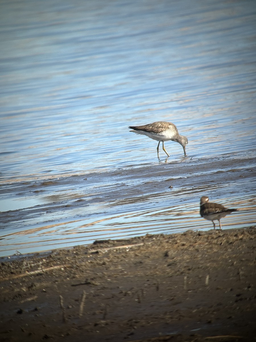 Tüpfelgelbschenkel - ML631181213