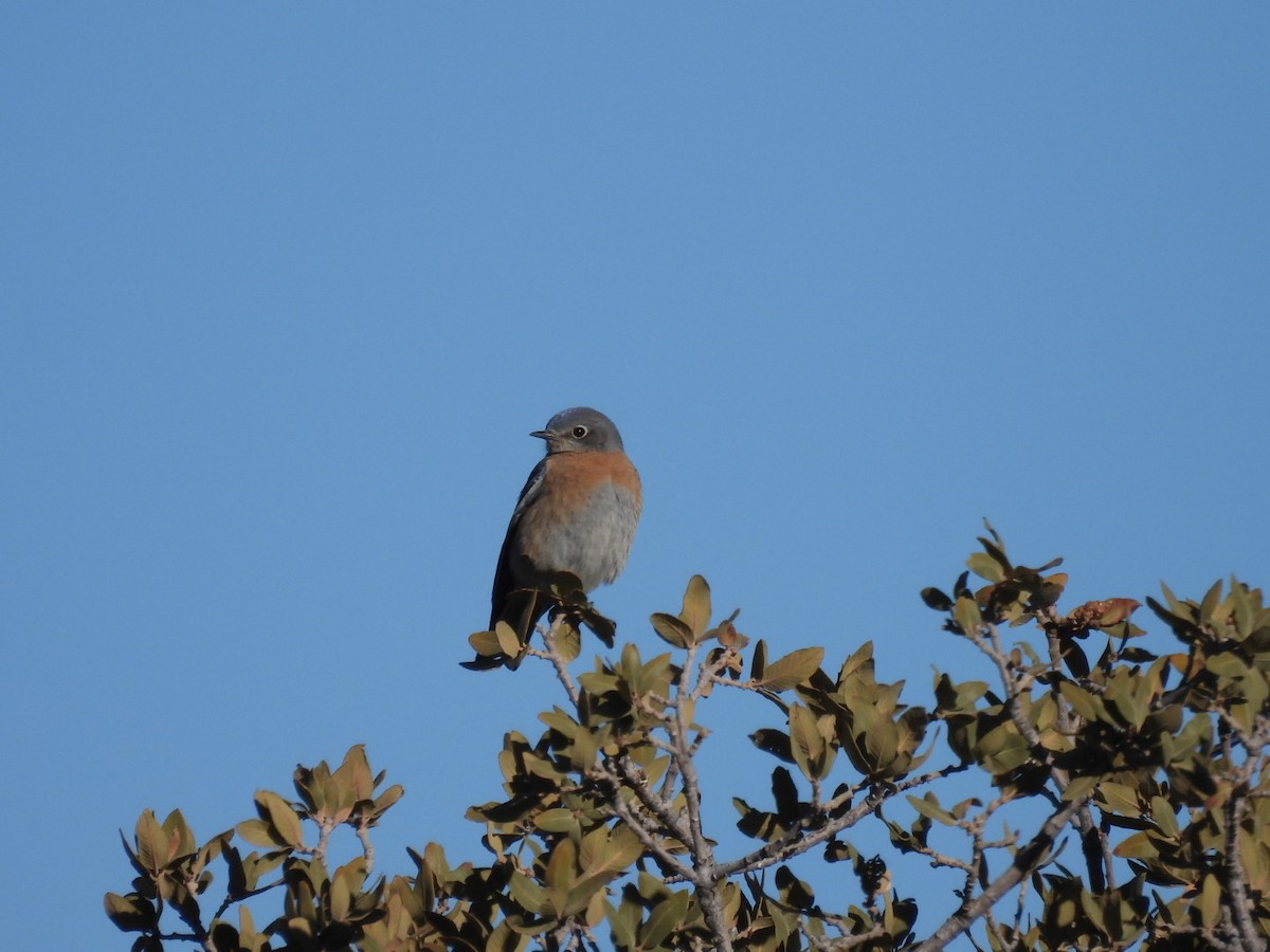 Western Bluebird - ML631181259