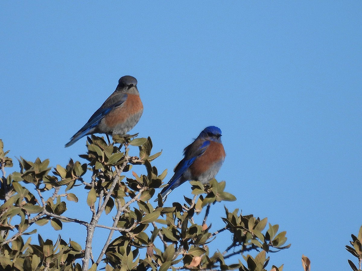 Western Bluebird - ML631181286
