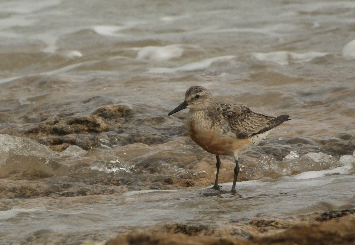 Red Knot - ML631181388