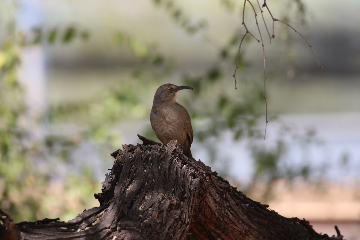 Curve-billed Thrasher - ML631181392