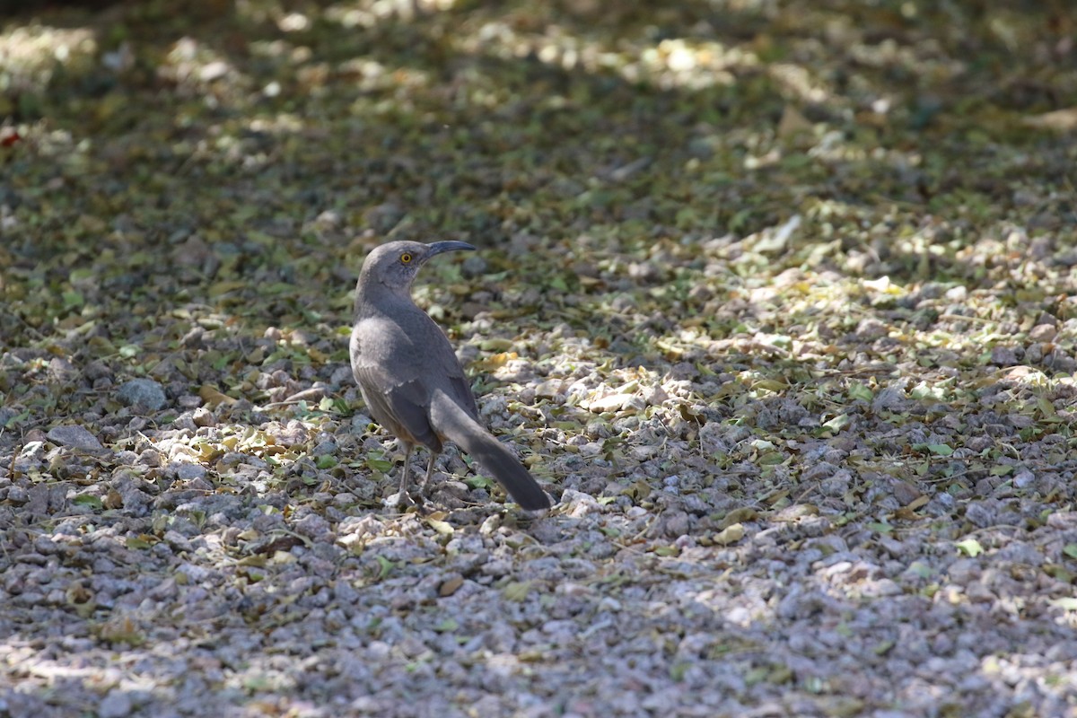 Curve-billed Thrasher - ML631181393