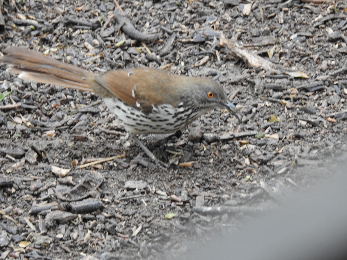 Long-billed Thrasher - ML631181415