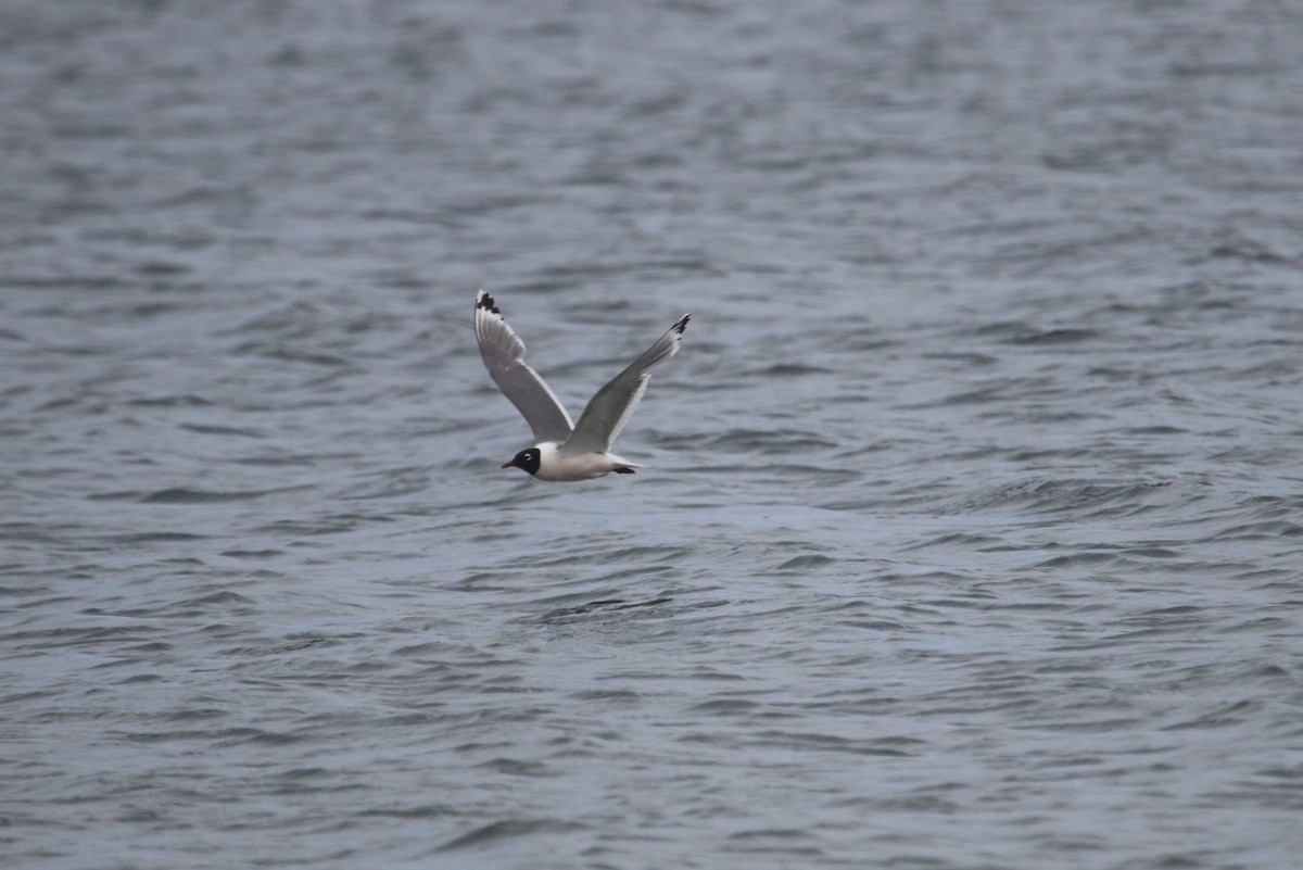 Franklin's Gull - ML63118161