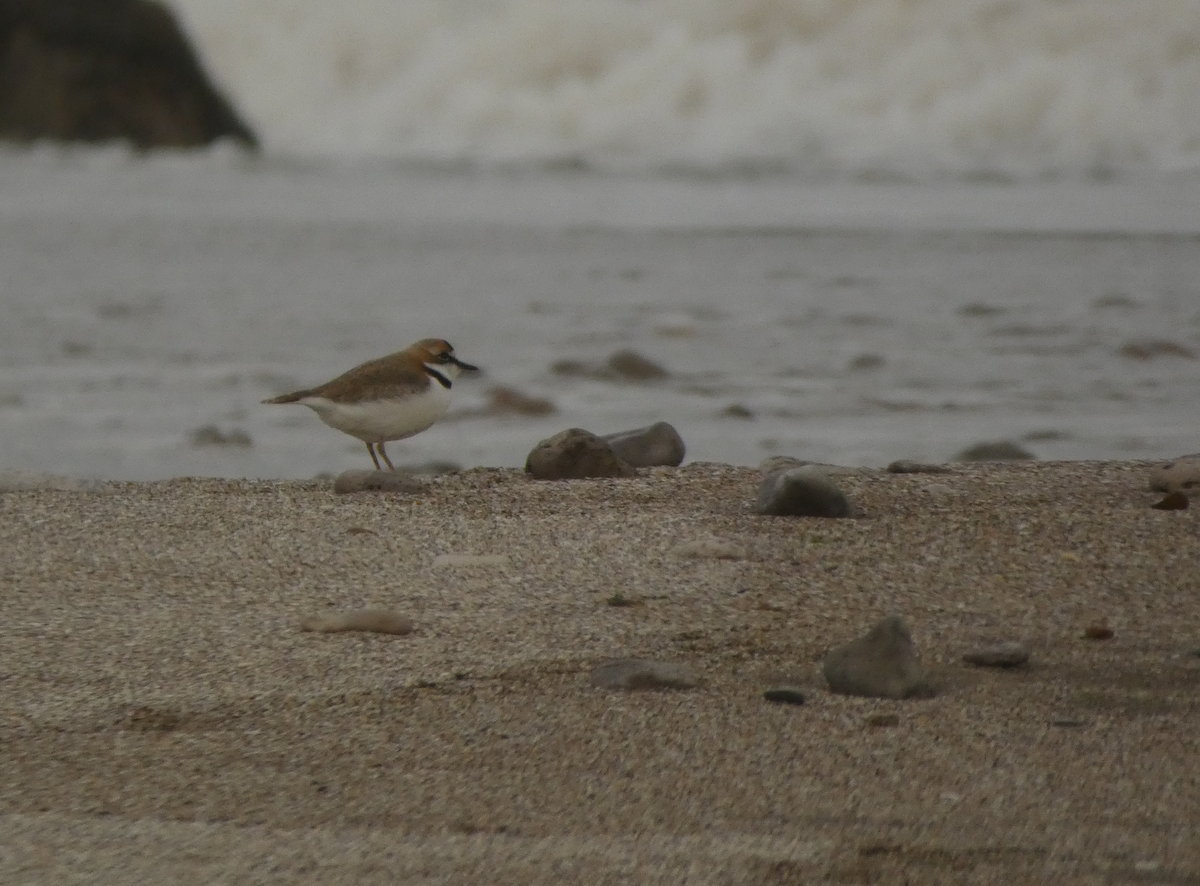 Collared Plover - ML631181684