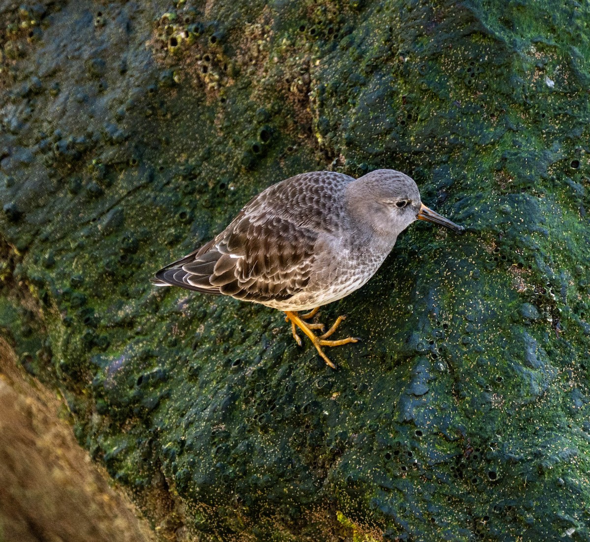 Purple Sandpiper - ML631181820