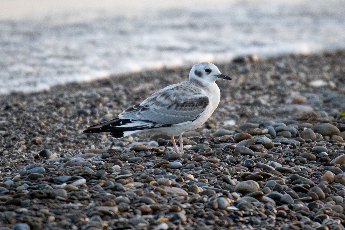 Bonaparte's Gull - ML631182082