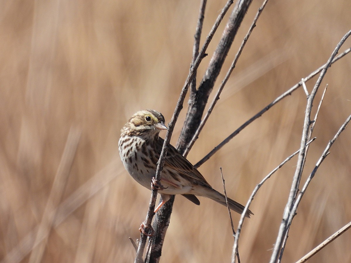 Savannah Sparrow - ML631182195