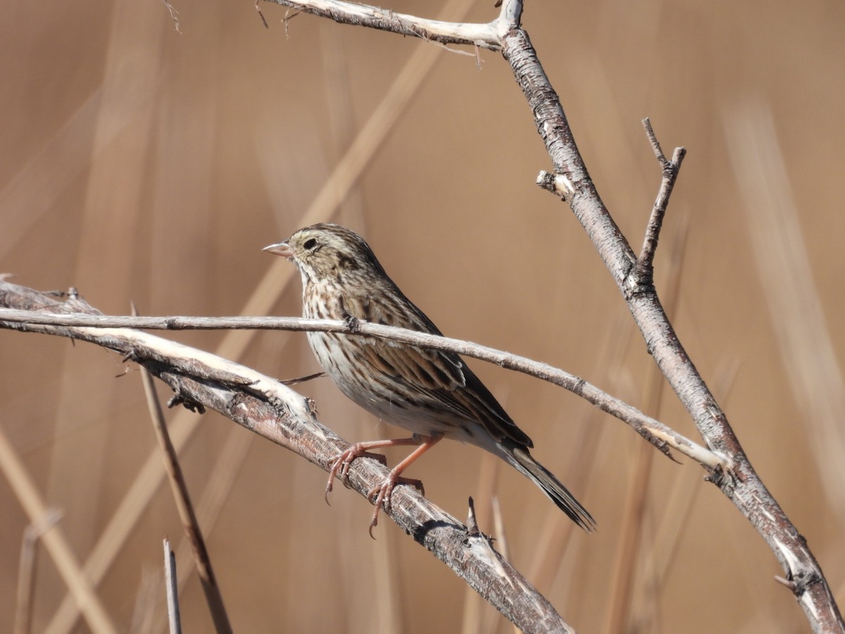 Savannah Sparrow - ML631182287