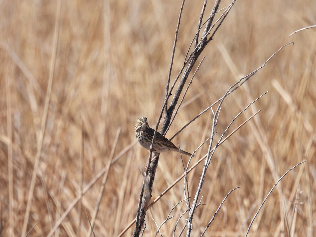 Savannah Sparrow - ML631182293
