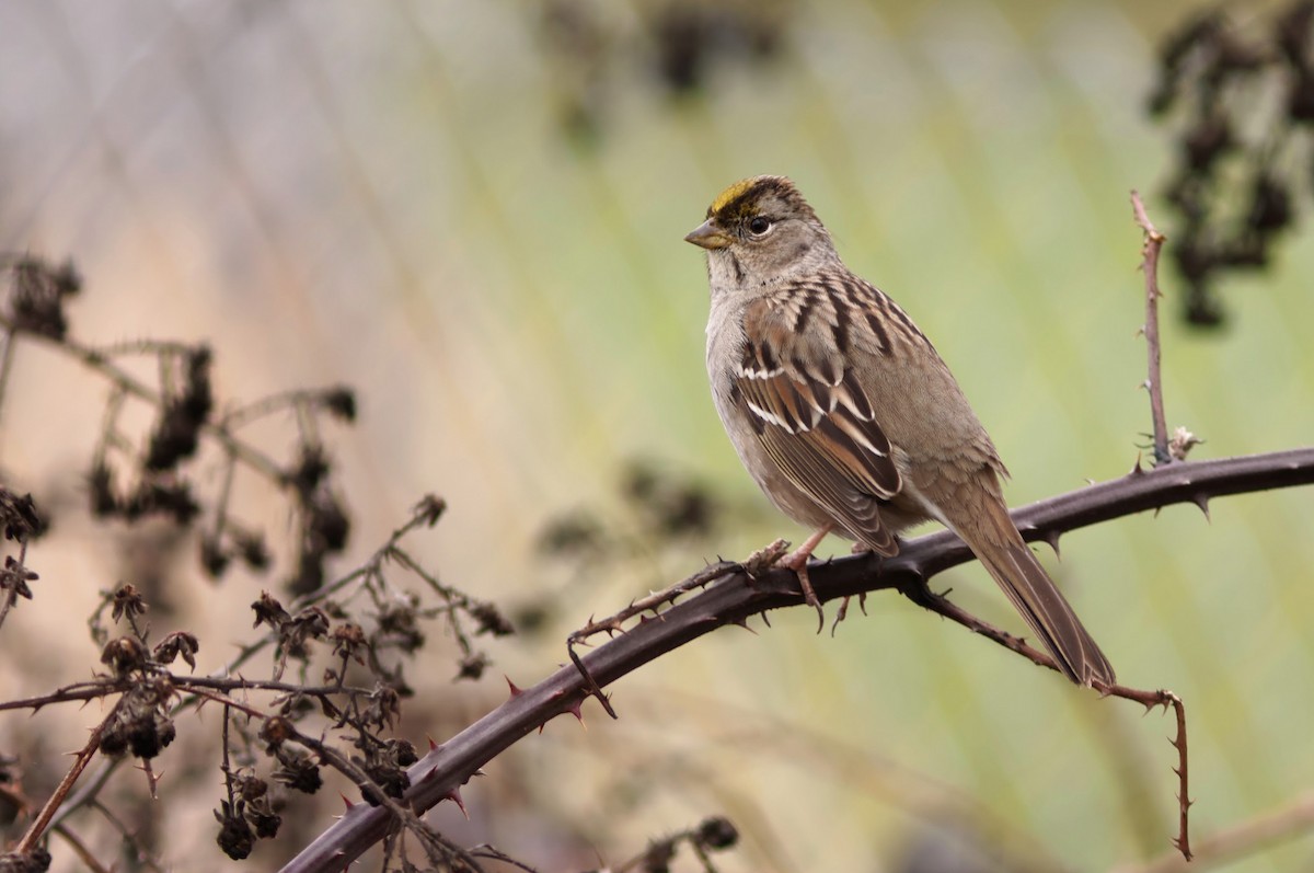 Golden-crowned Sparrow - ML631182318