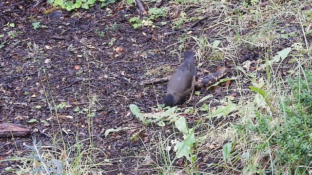 Austral Thrush - ML631182503