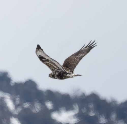 Rough-legged Hawk - ML631182512