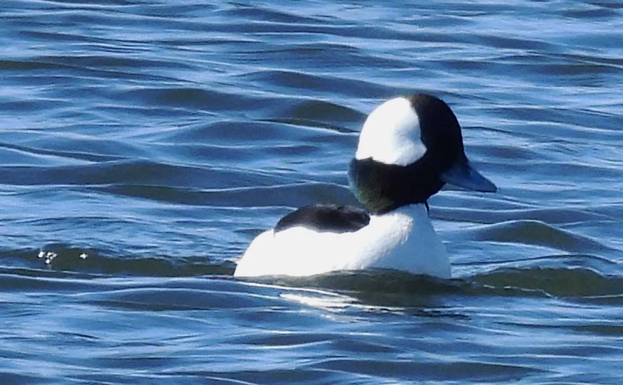 Bufflehead - ML631182598