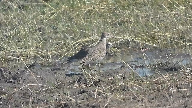 Pectoral Sandpiper - ML631182712