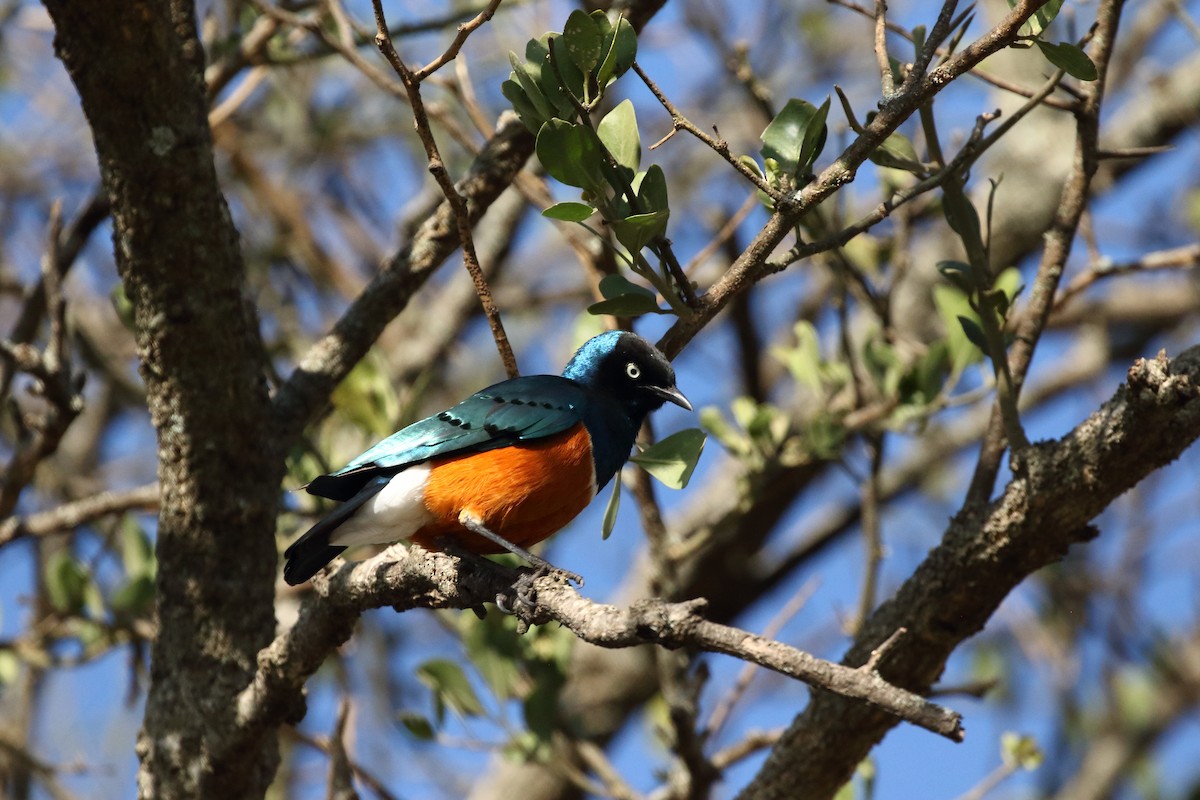 栗頭麗椋鳥 - ML631182780