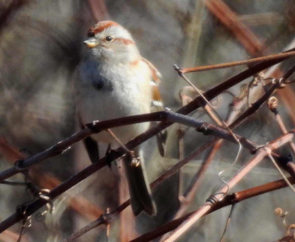 American Tree Sparrow - ML631182846