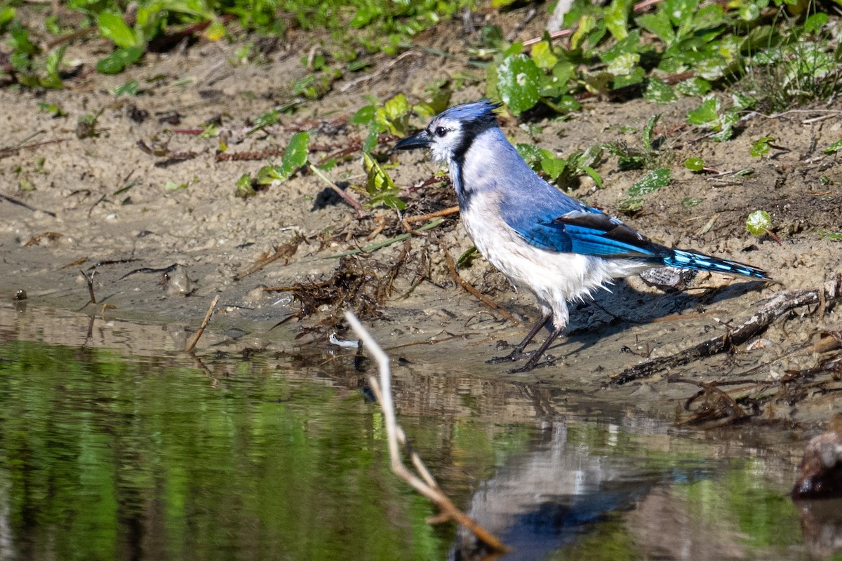Blue Jay - ML631182926