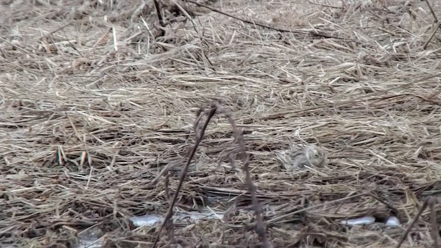Chestnut-collared Longspur - ML631183070