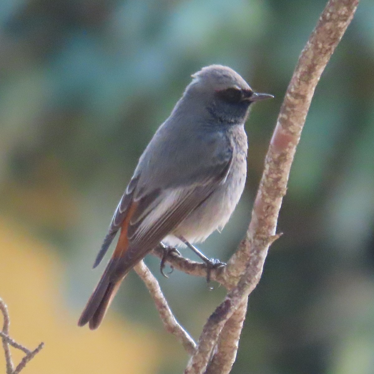 Black Redstart - ML631183177