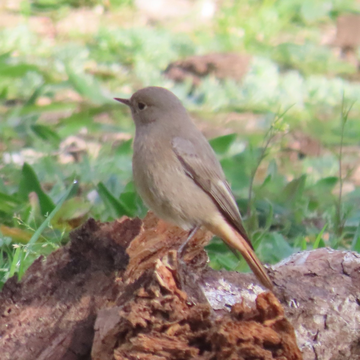 Black Redstart - ML631183178