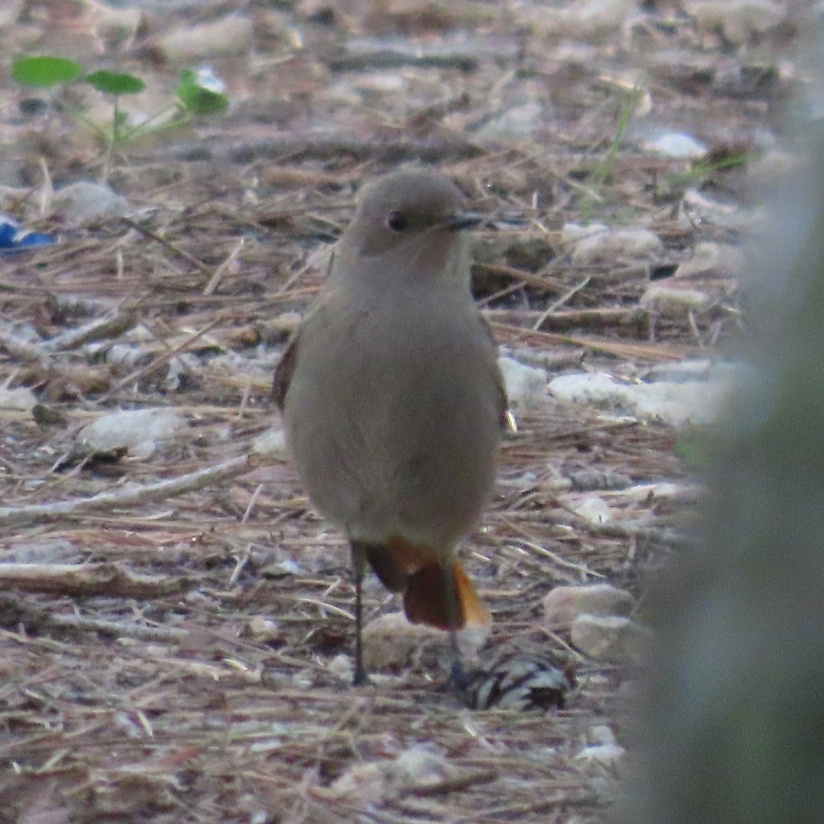 Black Redstart - ML631183180