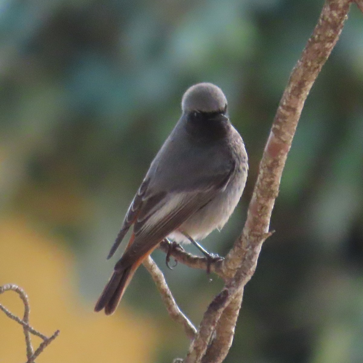 Black Redstart - ML631183181