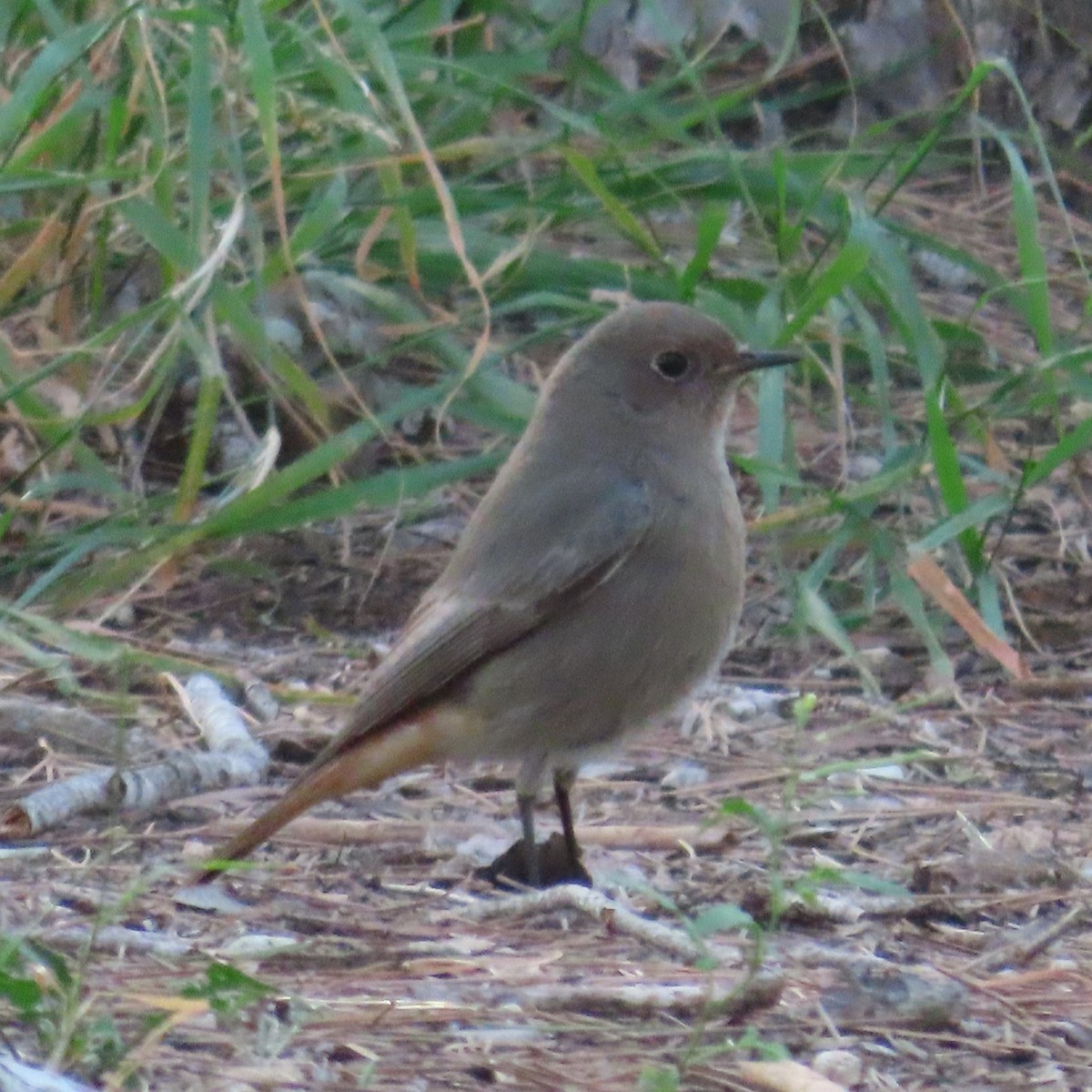 Black Redstart - ML631183182