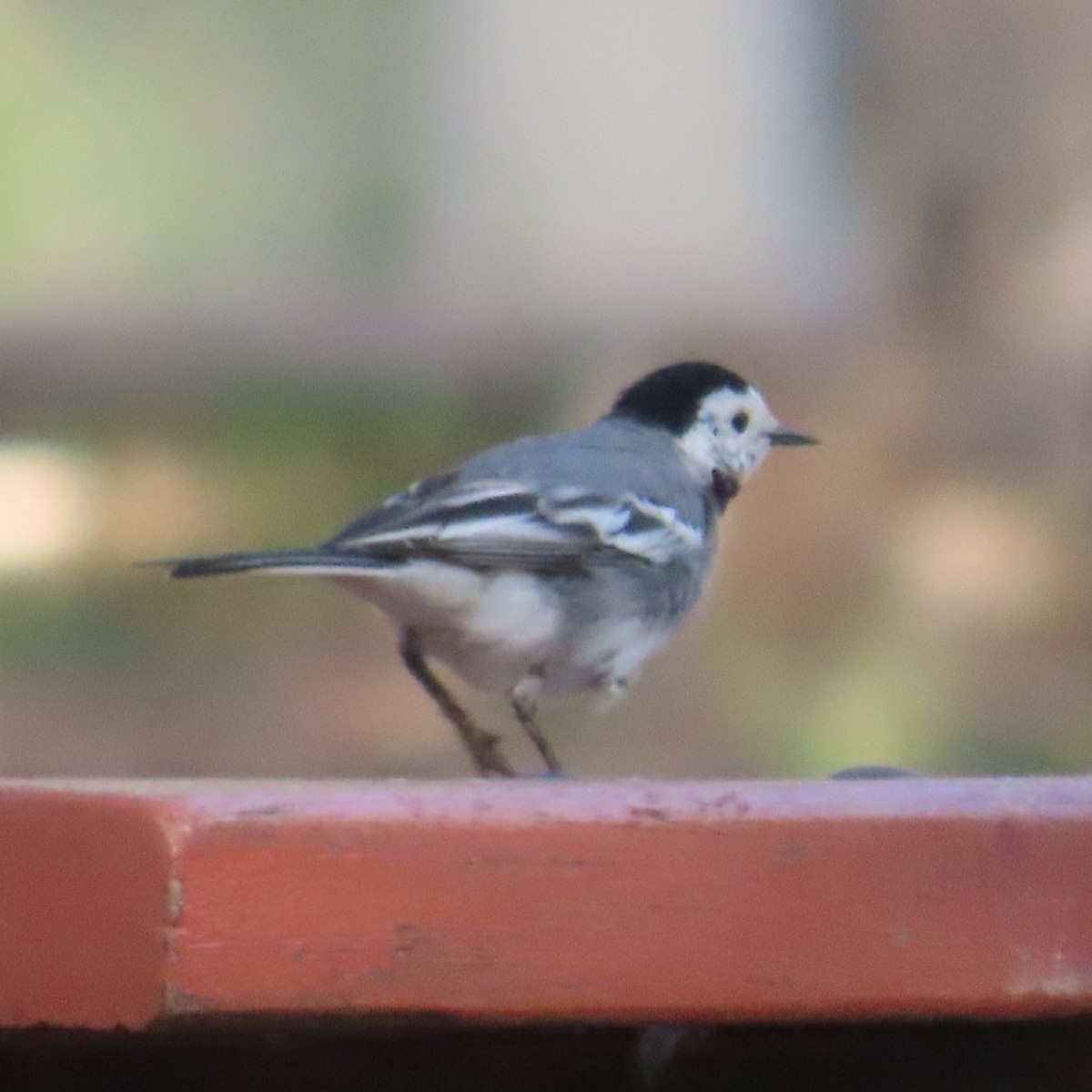 White Wagtail - ML631183191