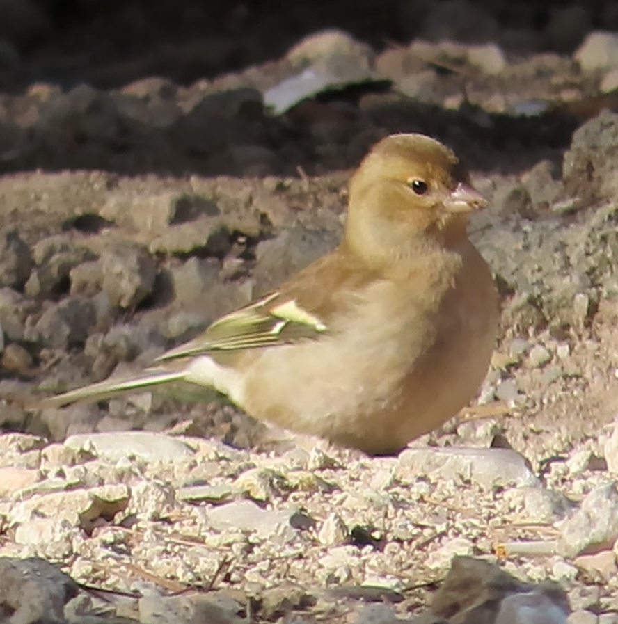 European Greenfinch - ML631183210