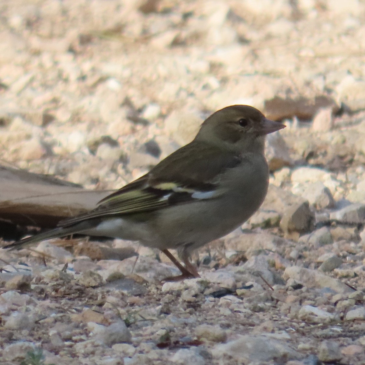 European Greenfinch - ML631183211