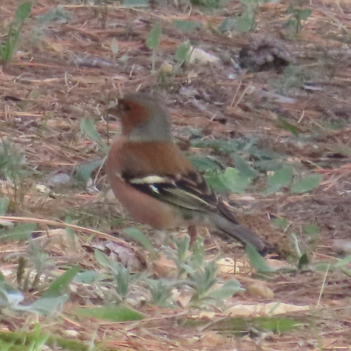 Common Chaffinch - ML631183342