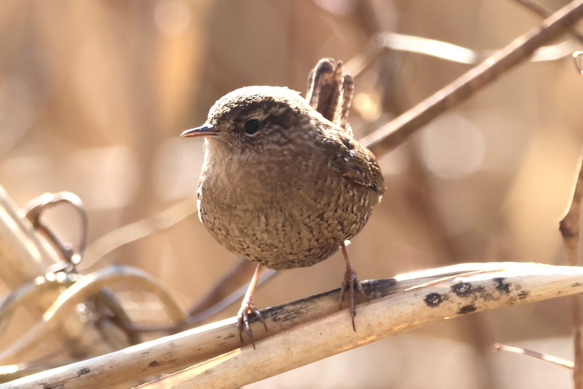 Winter Wren - ML631183436