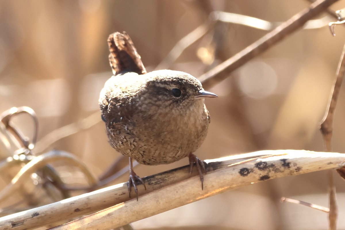 Winter Wren - ML631183437