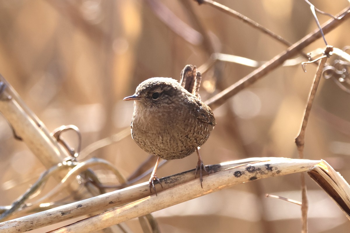 Winter Wren - ML631183438