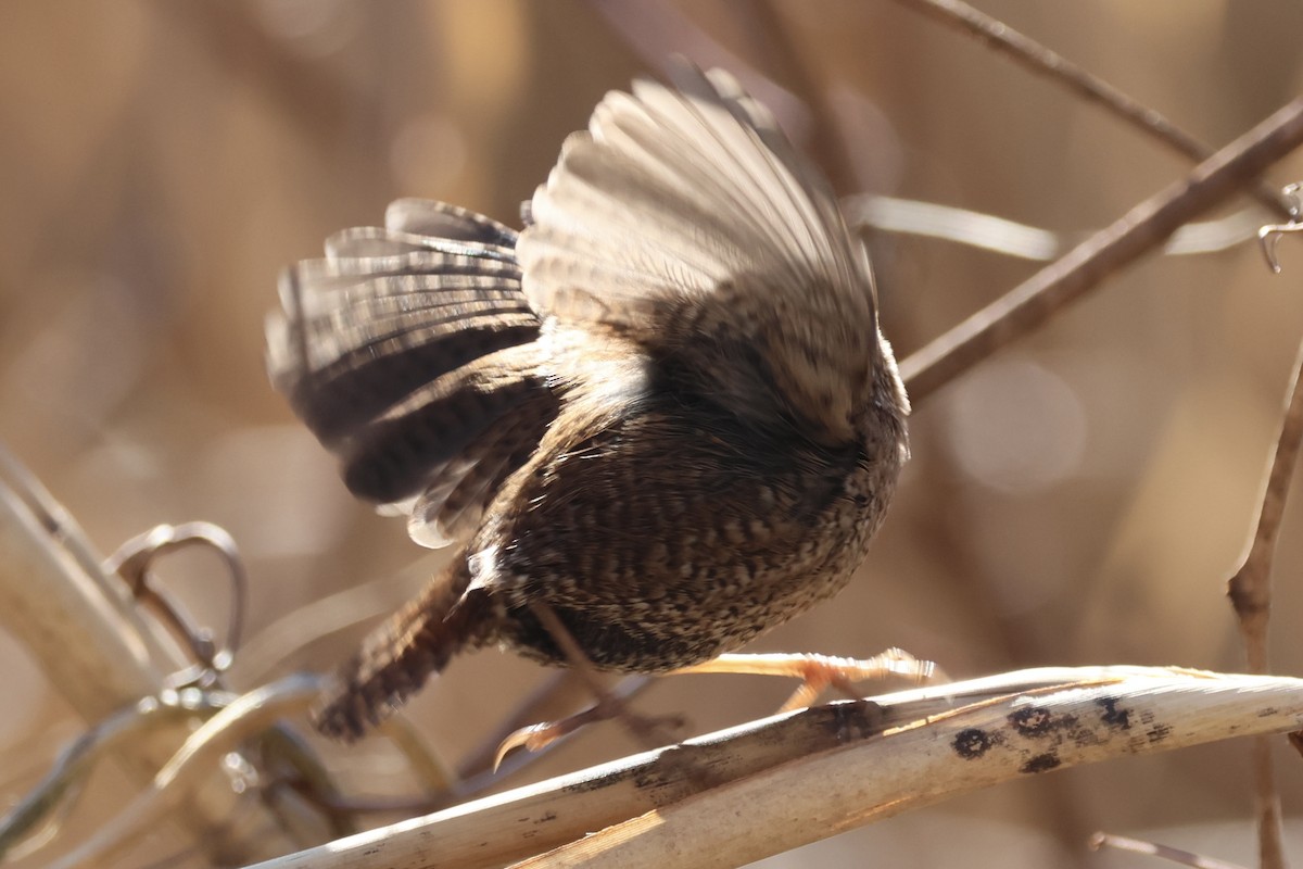 Winter Wren - ML631183439