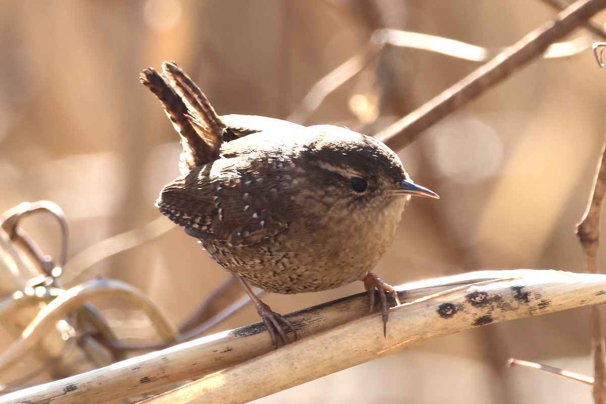 Winter Wren - ML631183440