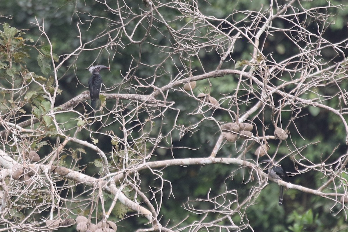 Western Dwarf Hornbill - ML631183623