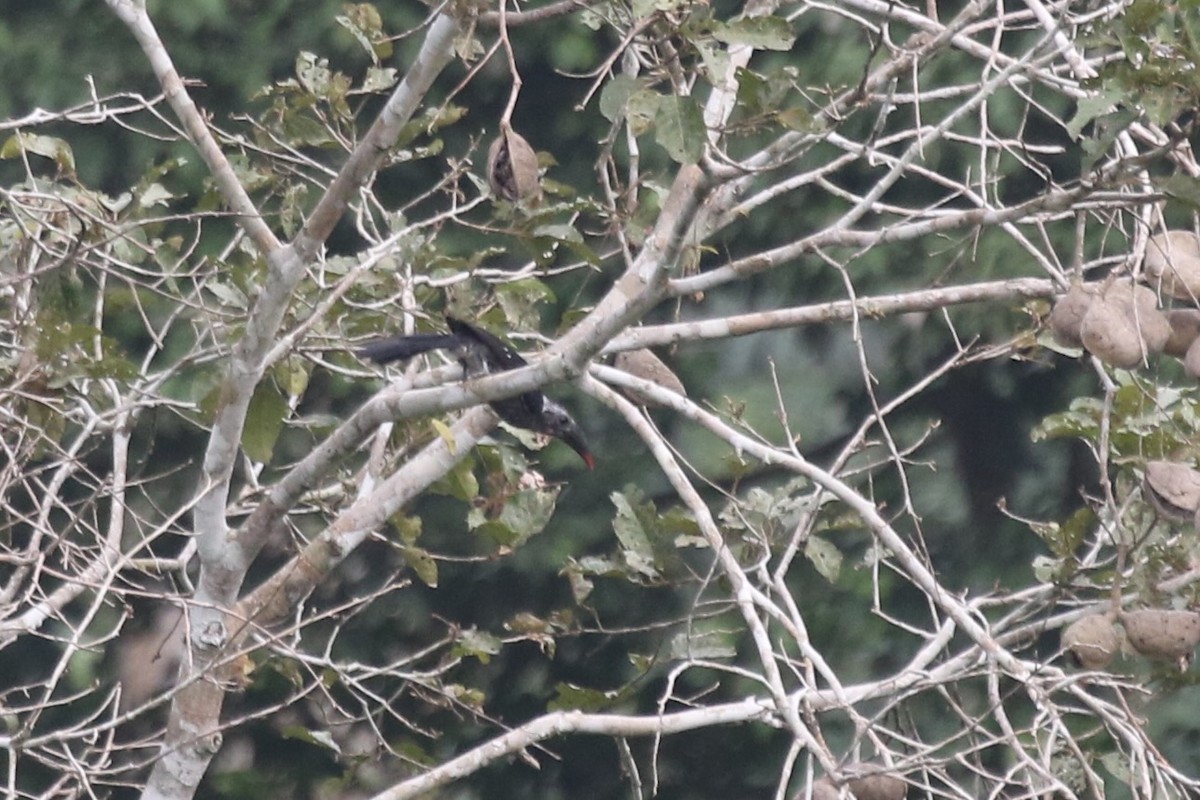 Western Dwarf Hornbill - ML631183624
