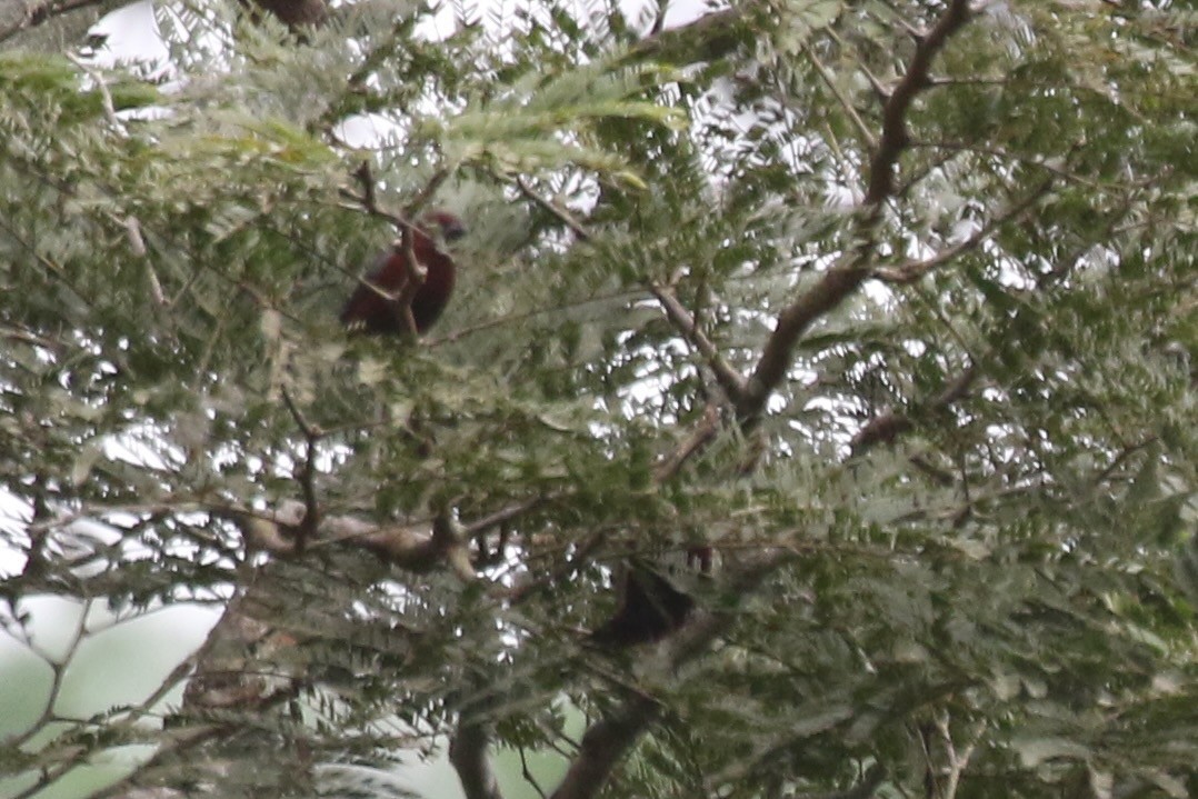 Chestnut-breasted Nigrita - ML631183639