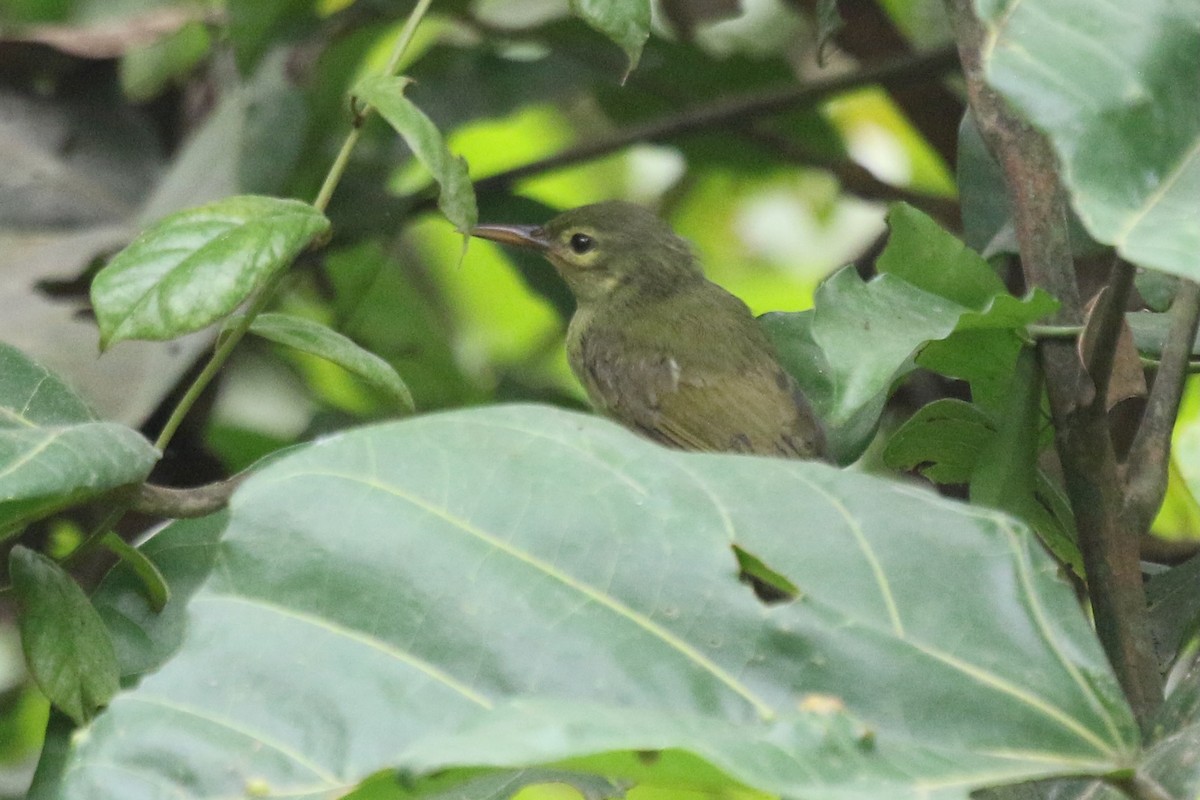 Fraser's Sunbird - ML631183683
