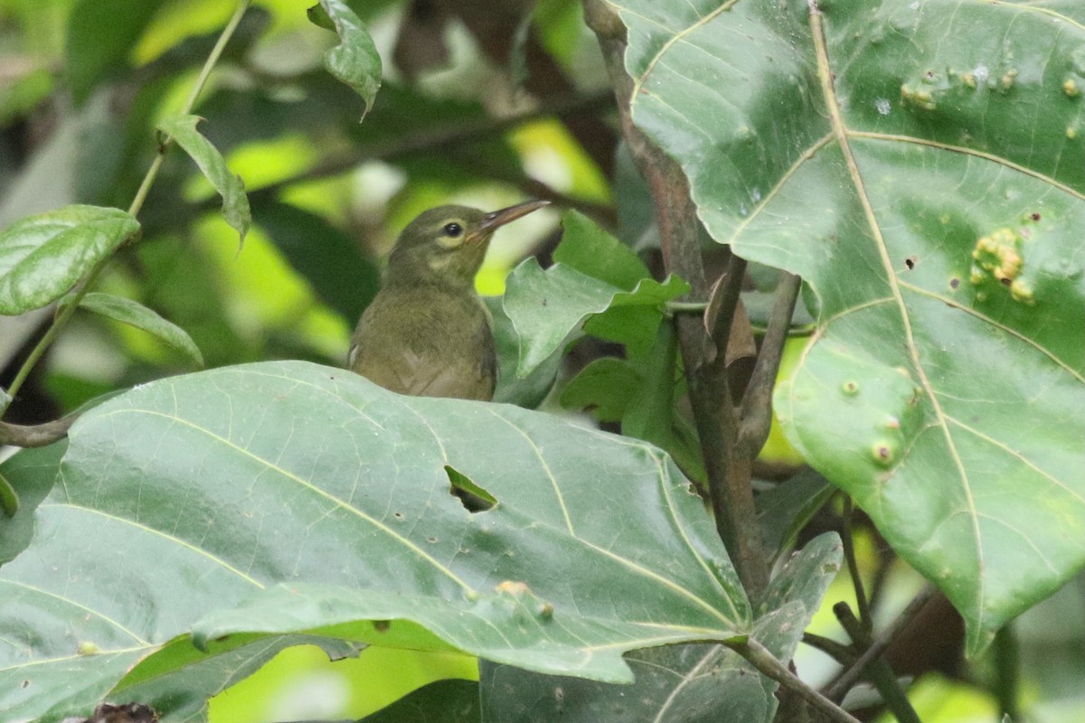 Fraser's Sunbird - ML631183684
